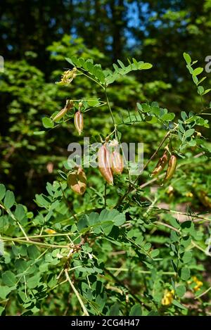 Colutea arborescens Zweig aus der Nähe Stockfoto