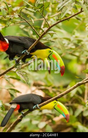 Kielschnabel-Tukane - Costa Rica Stockfoto