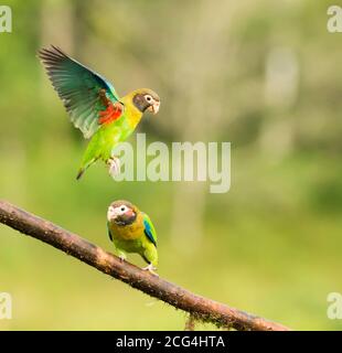 Braune Kapuzenpapageien - Costa Rica Stockfoto