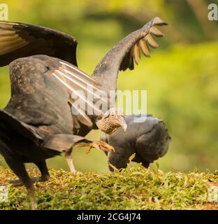 Amerikanische Schwarzgeier füttern, Costa Rica Stockfoto