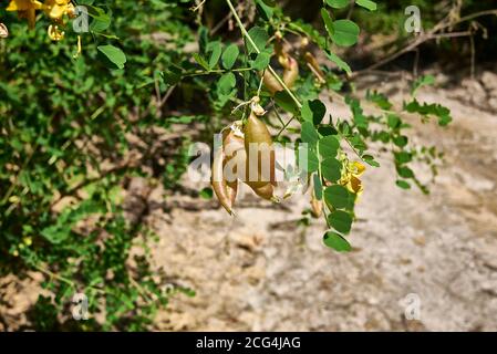 Colutea arborescens Zweig aus der Nähe Stockfoto