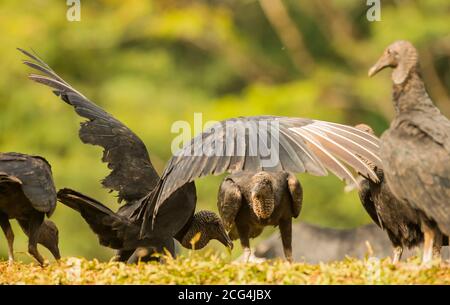 Amerikanische Schwarzgeier füttern, Costa Rica Stockfoto