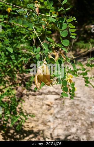 Colutea arborescens Zweig aus der Nähe Stockfoto