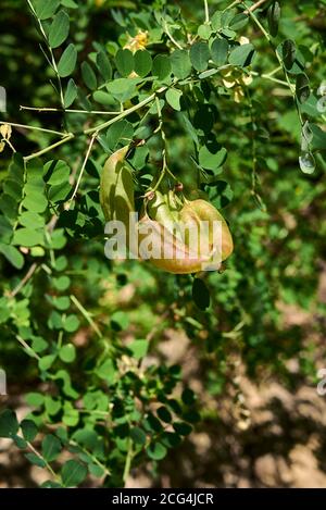 Colutea arborescens Zweig aus der Nähe Stockfoto