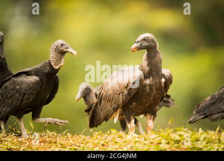 Jungvogel mit schwarzen Geiern - Costa Rica Stockfoto