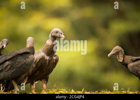 Jungvogel mit schwarzen Geiern - Costa Rica Stockfoto