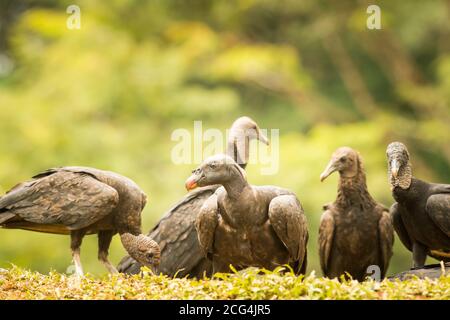 Jungvogel mit schwarzen Geiern - Costa Rica Stockfoto