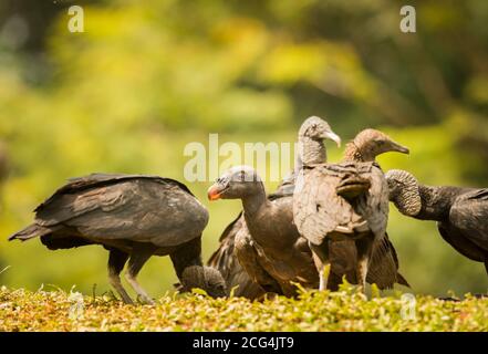 Jungvogel mit schwarzen Geiern - Costa Rica Stockfoto