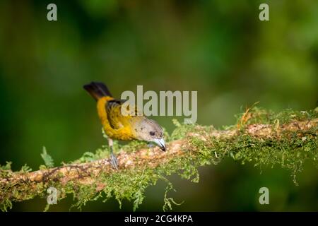 Weibliche Passerini-Tangare - Costa Rica Stockfoto