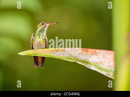 Rufous-tailed Kolibri - Costa Rica Stockfoto