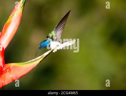 Männchen weißhaltig jacobin Kolibri - Costa Rica Stockfoto