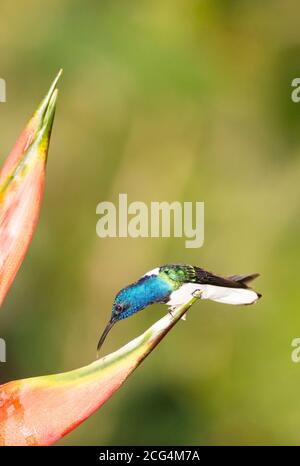 Männchen weißhaltig jacobin Kolibri - Costa Rica Stockfoto