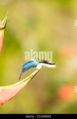 Männchen weißhaltig jacobin Kolibri - Costa Rica Stockfoto