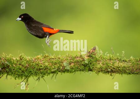 Männchen Passerinis Tanager (nicht zu verwechseln mit Cherries Tanager) - Costa Rica Stockfoto