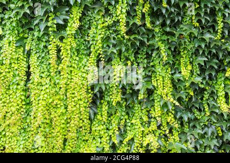 Grüner Boston Efeu Parthenocissus tricuspidata ‘Veitchii’ im Sommer auf Zaun Stockfoto