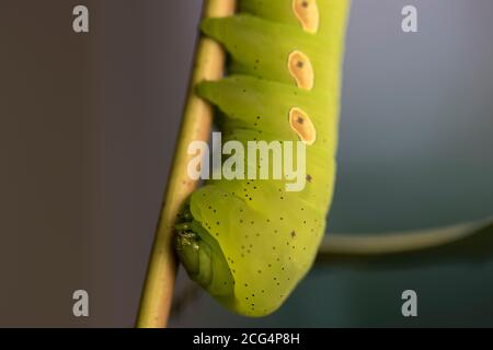 Raupenfressende Blätter grüner Raupenwagen vergrößern. Niedliche Insekten, die sich auf Laub ernähren. Stockfoto