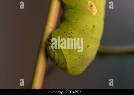 Pandorus Sphinx Moth Caterpillar Essen Weinrebe Blätter große grüne Raupe Fütterung im Wald hängen von Reben. Nahaufnahme von Bugs. Stockfoto