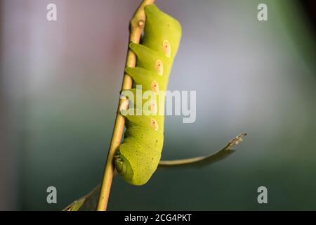 Caterpillar Pandorus Sphinx Moth Nahaufnahme von grünen Raupen-Makroinsekten. Stockfoto