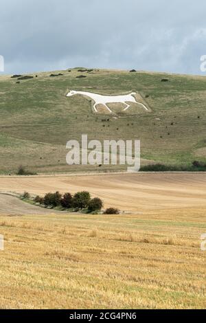 Alton Barnes White Horse Schnitt 1812 in den Kalkhang Milk Hill in Wiltshire, Großbritannien. Eine Touristenattraktion in North Wessex Downs AONB. Stockfoto