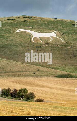 Alton Barnes White Horse Schnitt 1812 in den Kalkhang Milk Hill in Wiltshire, Großbritannien. Eine Touristenattraktion in North Wessex Downs AONB. Stockfoto