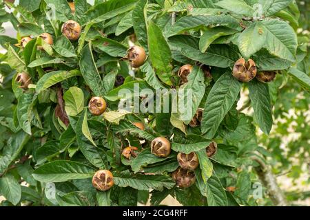 Früchte auf einem Nottingham Medlar Baum (Mespilus germanica 'Nottingham', Synonym Malus domestica 'Medlar Nottingham') Stockfoto