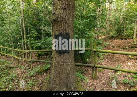 Nazi-Swastika, die am 8. September auf einem ruhigen Landweg in Alwodly North Leeds auf einem Baum gemalt worden war, wird am folgenden Tag gemalt. Stockfoto