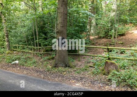 Nazi-Swastika, die am 8. September auf einem ruhigen Landweg in Alwodly North Leeds auf einem Baum gemalt worden war, wird am folgenden Tag gemalt. Stockfoto