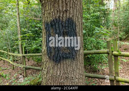 Nazi-Swastika, die am 8. September auf einem ruhigen Landweg in Alwodly North Leeds auf einem Baum gemalt worden war, wird am folgenden Tag gemalt. Stockfoto