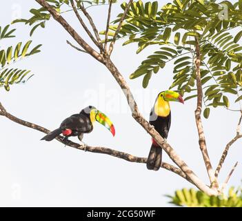 Kielschnabel-Tukane - Costa Rica Stockfoto