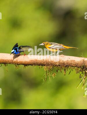 Weibliche Baltimore Oriole jagen männlichen rotbeinigen Honigkriecher - Costa Rica Stockfoto