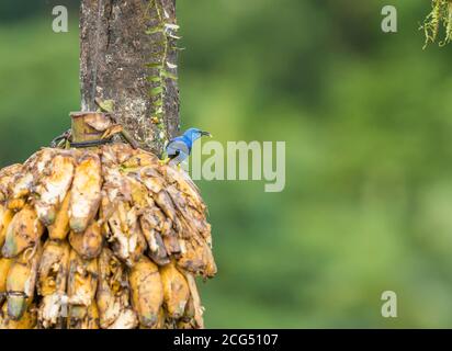 Männlicher glänzender Honigbuntrübe auf Bananen - Costa Rica Stockfoto