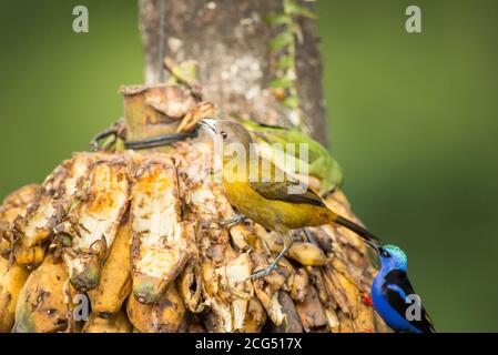 Weibliche Passerini-Tanager mit grünen rotbeinigen Honiggrüßern - Costa Rica Stockfoto