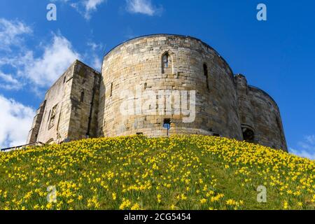 Clifford's Tower (alte historische Burgruine, gelbe Frühlingsnarzissen in Blüte, steiler hoher Hügel, blauer Himmel) - York, North Yorkshire, England, Großbritannien. Stockfoto