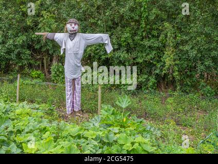 Eine Strohscheuche in Hemd und Hose mit Korbhut in einem Garten stehend gekleidet. Stockfoto