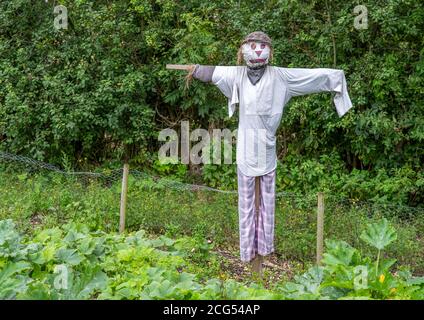 Eine Strohscheuche in Hemd und Hose mit Korbhut in einem Garten stehend gekleidet. Stockfoto