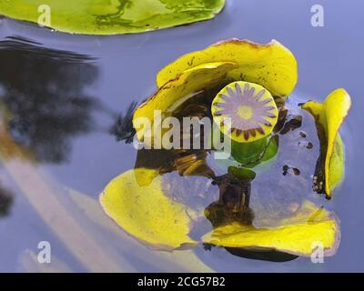 Gelbe Seerose blüht, Seerose aus der Nähe zwischen grünen Blättern im Wasser am Fluss Dnjepr, Ukraine Stockfoto