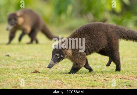 Weißnasenkoatis - Costa Rica Stockfoto