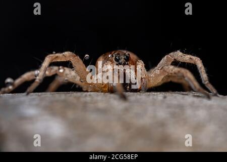 Wolfsspinne der Familie Lycosidae Stockfoto