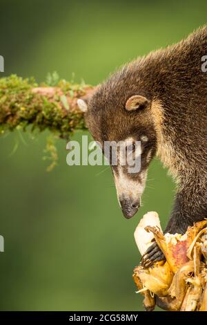 Weißnasencoati - Costa Rica Stockfoto