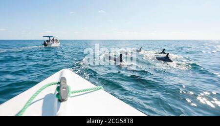 Falsche Killerwal pod Blick vom Boot - Corcovado Nationalpark - Costa Rica Stockfoto