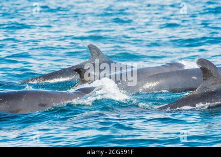 False Killerwal pod - Corcovado Nationalpark - Costa Rica Stockfoto