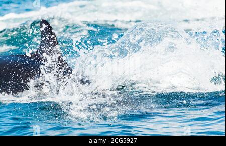 Falscher Killerwal - Corcovado Nationalpark - Costa Rica Stockfoto