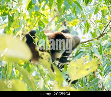 Manled Brüllaffe - Costa Rica Stockfoto