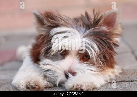 Kleine seltene weiße und braune Yorkie reinrassige Welpen genießen die Tag Stockfoto