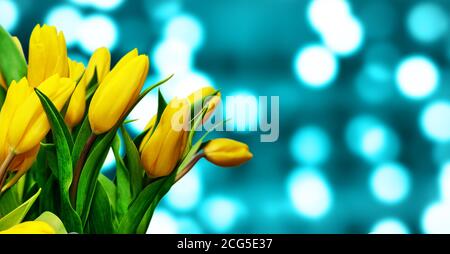 Frühlingsstrauß von frischen gelben Tulpen auf türkisblauem defokussierten abstrakten Bokeh Hintergrund. Festliche Grußkarte. Platz zum Gratulation kopieren Stockfoto