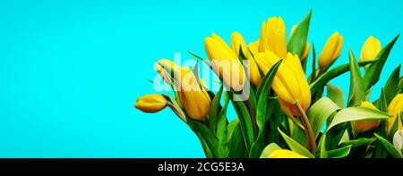 Frühlingsstrauß von gelben Tulpen auf hellblauem Hintergrund. Banner. Happy Mother's Day, Happy Birthday, Ostern festliche Grußkarte. Nahaufnahme Stockfoto