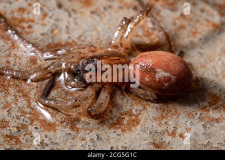 Wolfsspinne der Familie Lycosidae Stockfoto