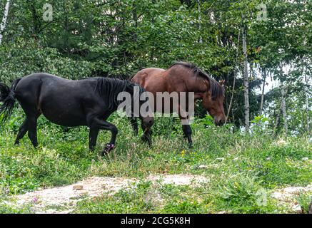 Wilde Pferde auf dem Berg Trebevic Stockfoto