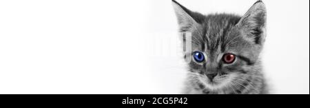Gestromte Kätzchen mit einem roten und einem blauen Auge. Unabhängiges Wählerkonzept. Republikaner und Demokrat in einem Stockfoto