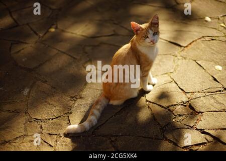 Schöne Ingwer weiße Katze sitzt im Herbstgarten. Stockfoto